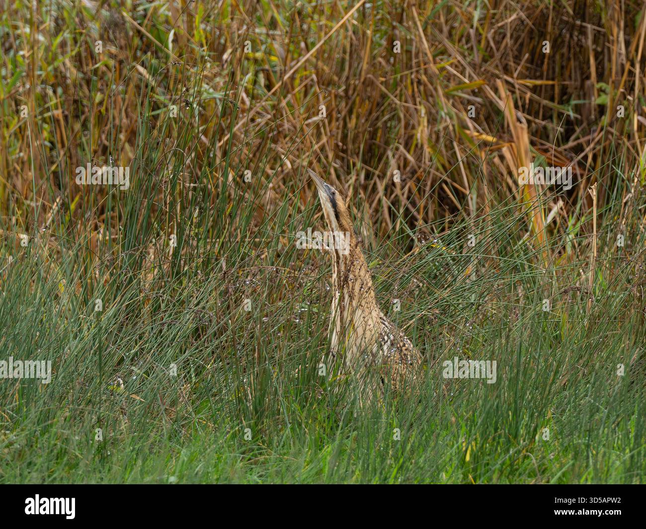 Bittern[Botaurus stellaris] in the reed bed at Slimbridge WWT in ...