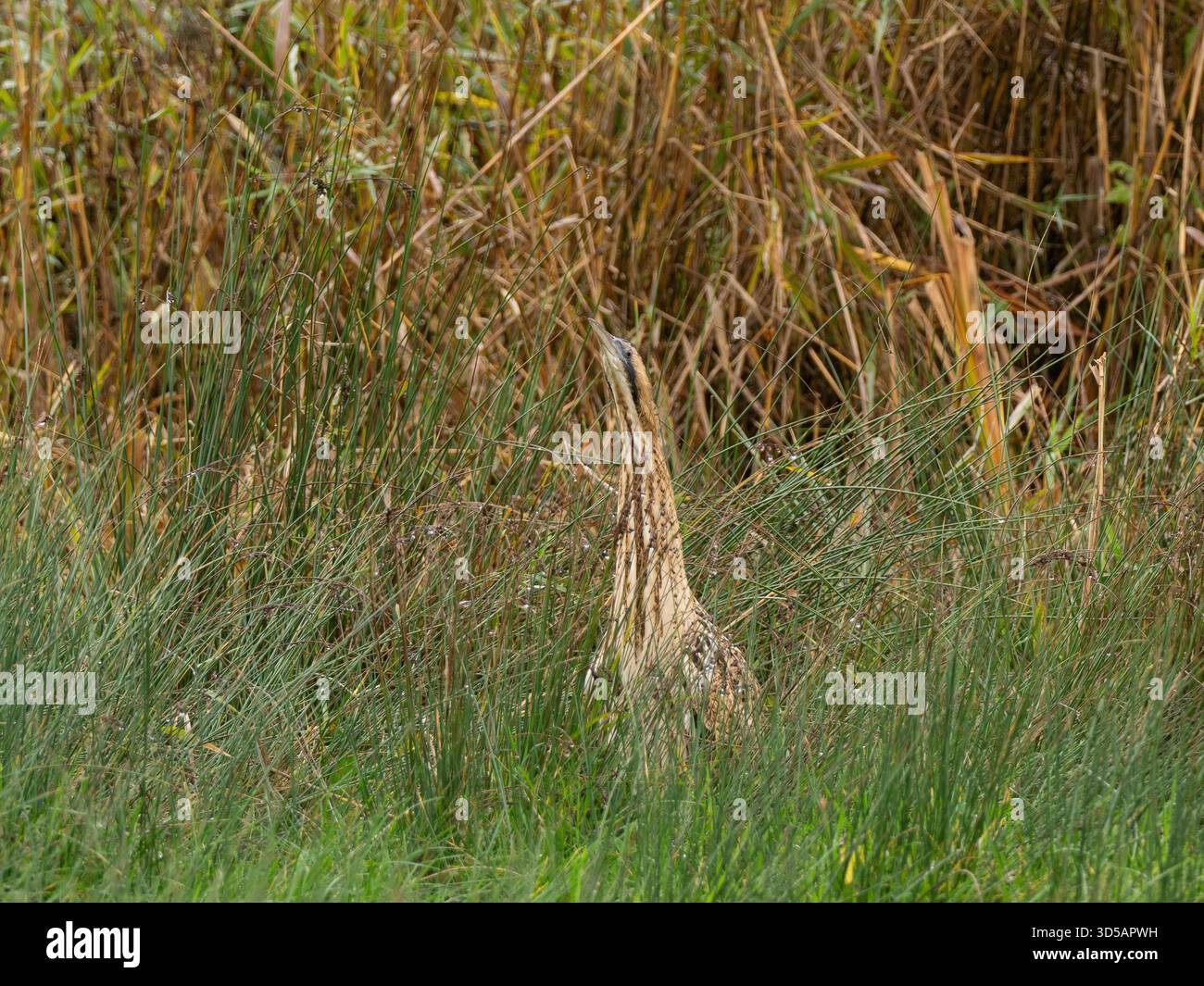 Bittern[Botaurus stellaris] in the reed bed at Slimbridge WWT in ...