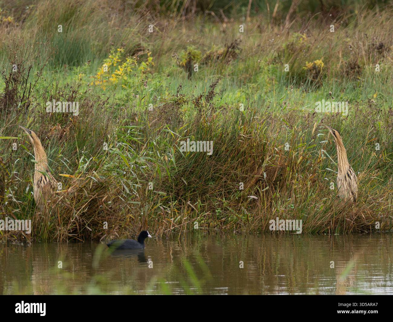 Bittern[Botaurus stellaris] in the reed bed at Slimbridge WWT in ...