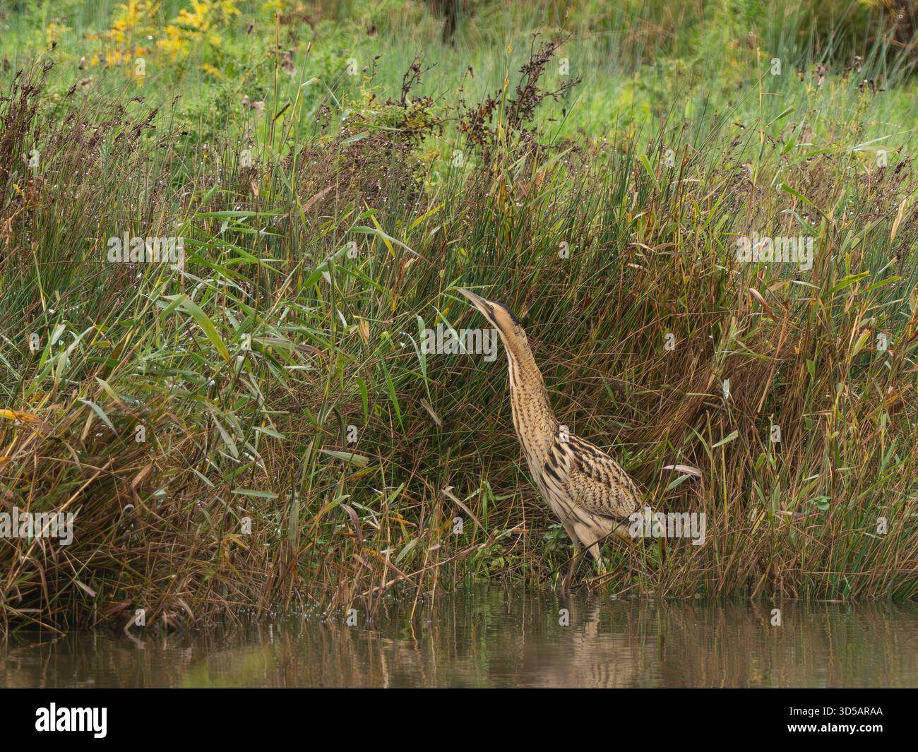 Bittern[Botaurus stellaris] in the reed bed at Slimbridge WWT in ...