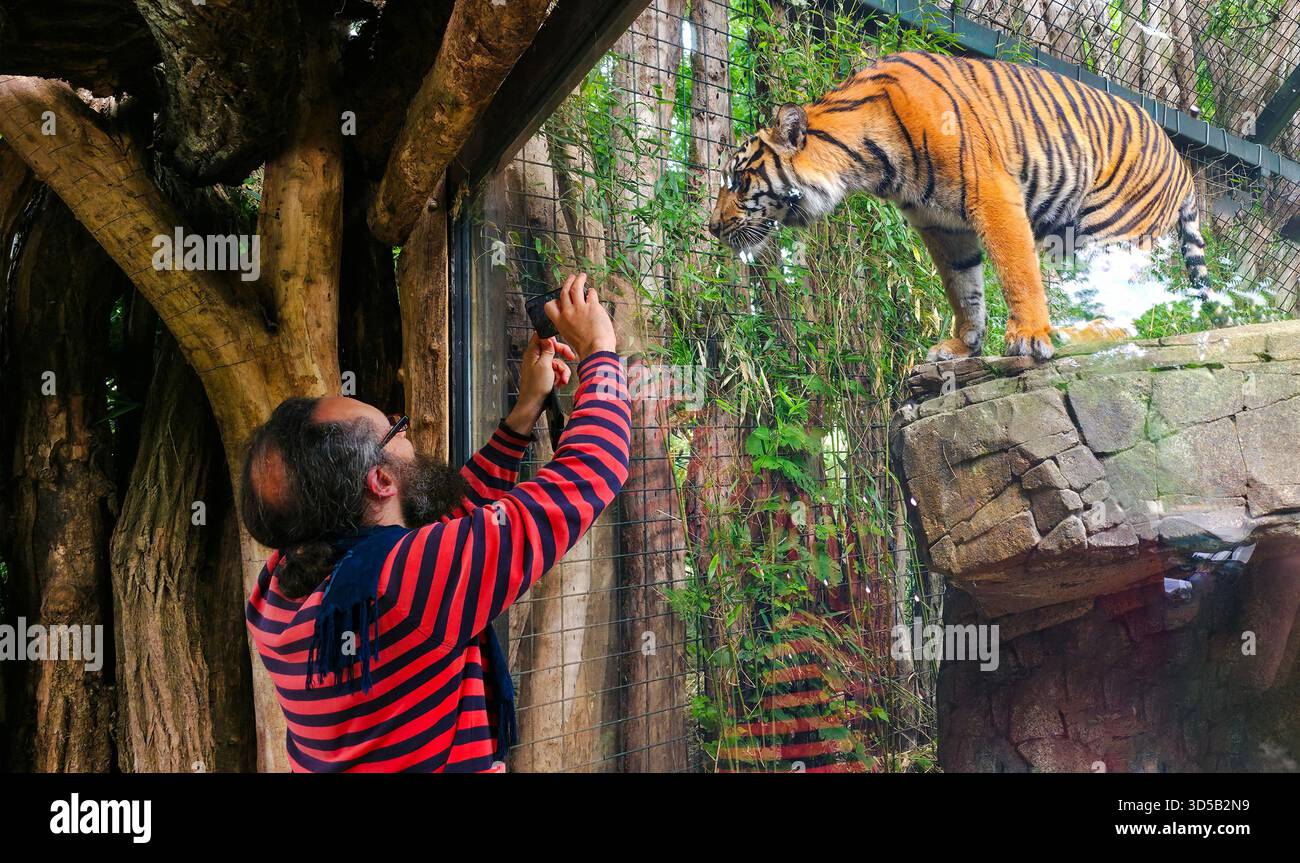 Berlin, Germany - June 27, 2025: . Man is engaging with a tiger in a zoo enclosure surrounded by greenery - Smartphone Captured Stock Image