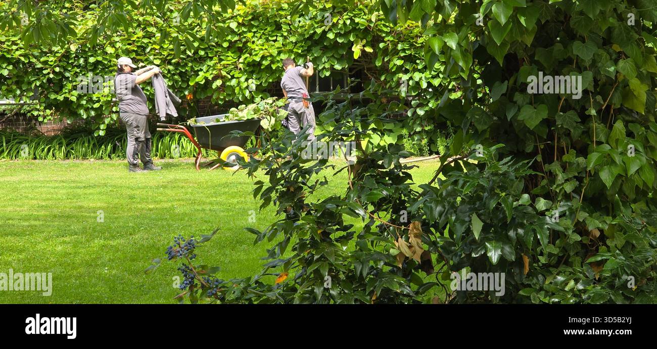 Berlin, Germany - July 03, 2025: . Two male gardeners are actively working in a vibrant green garden with a wheelbarrow - Smartphone Captured Stock Image