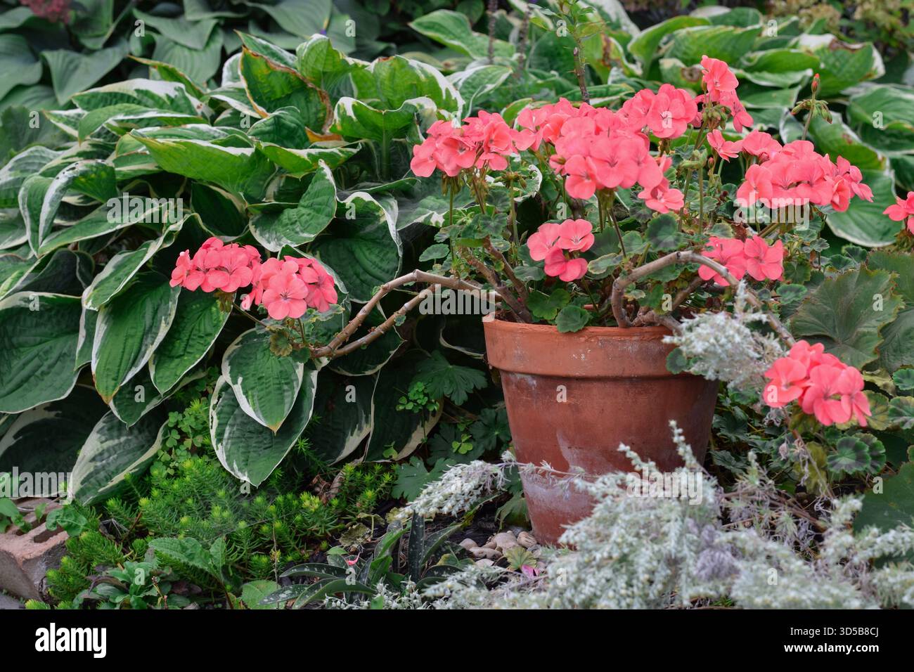 Pink pelargonium geranium growing in a rustic terracotta pot placed among plants in a perennial garden Stock Photo