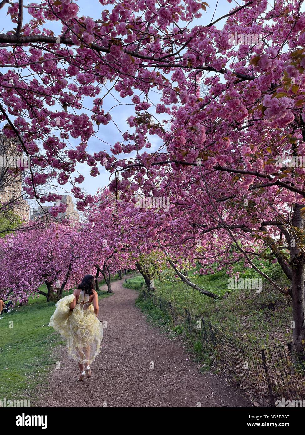 Spring whispers through the cherry trees of Central Park, NYC - Smartphone Captured Stock Image