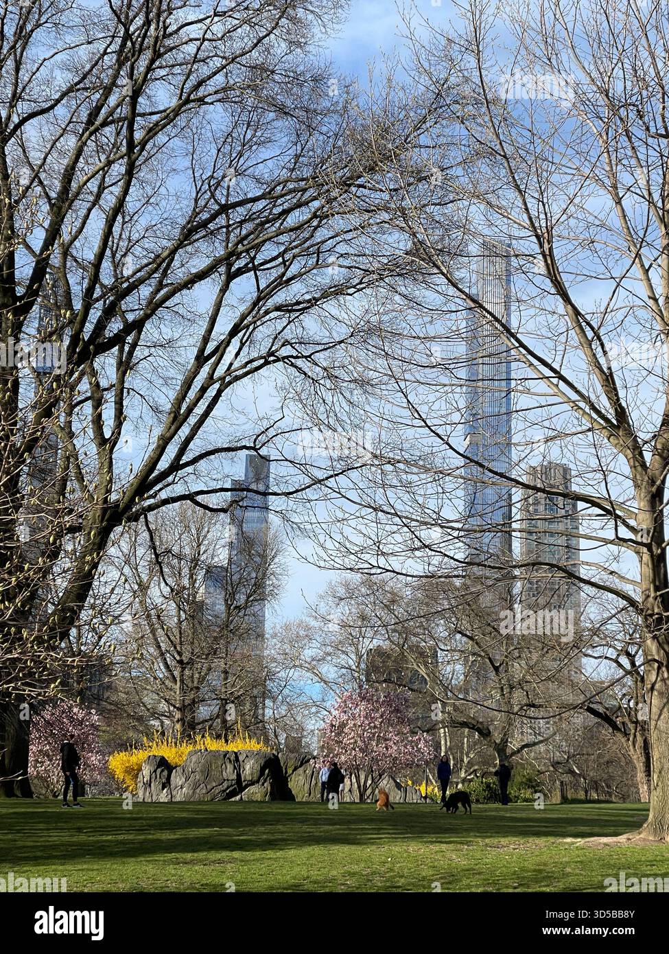 Spring whispers through the cherry trees of Central Park, NYC - Smartphone Captured Stock Image