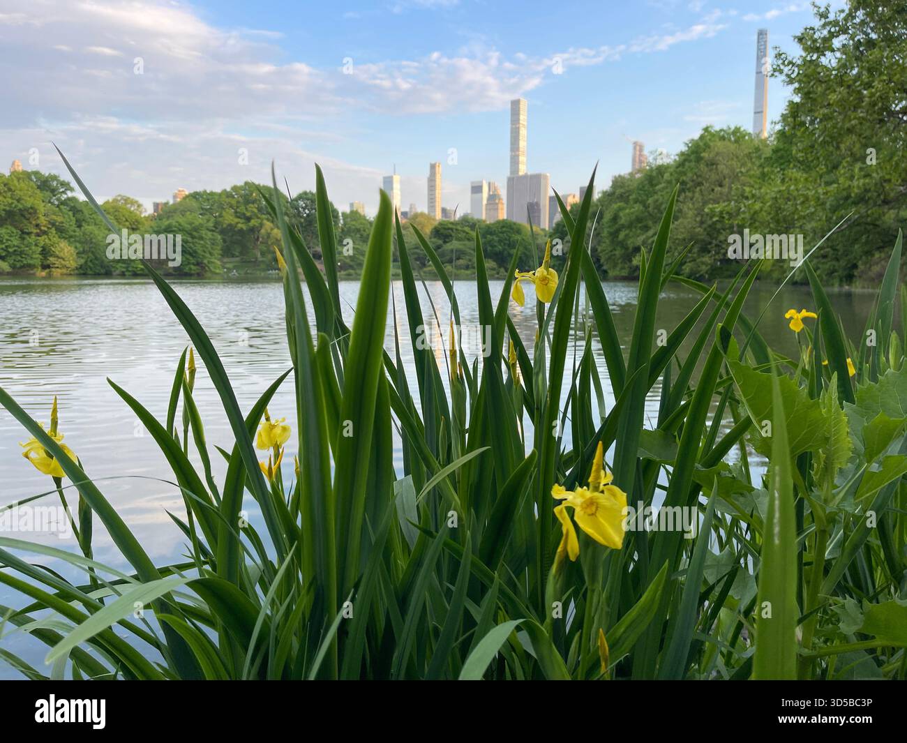 Tranquil irises by the Lake in Central Park, capturing nature’s quiet elegance in NYC. - Smartphone Captured Stock Image