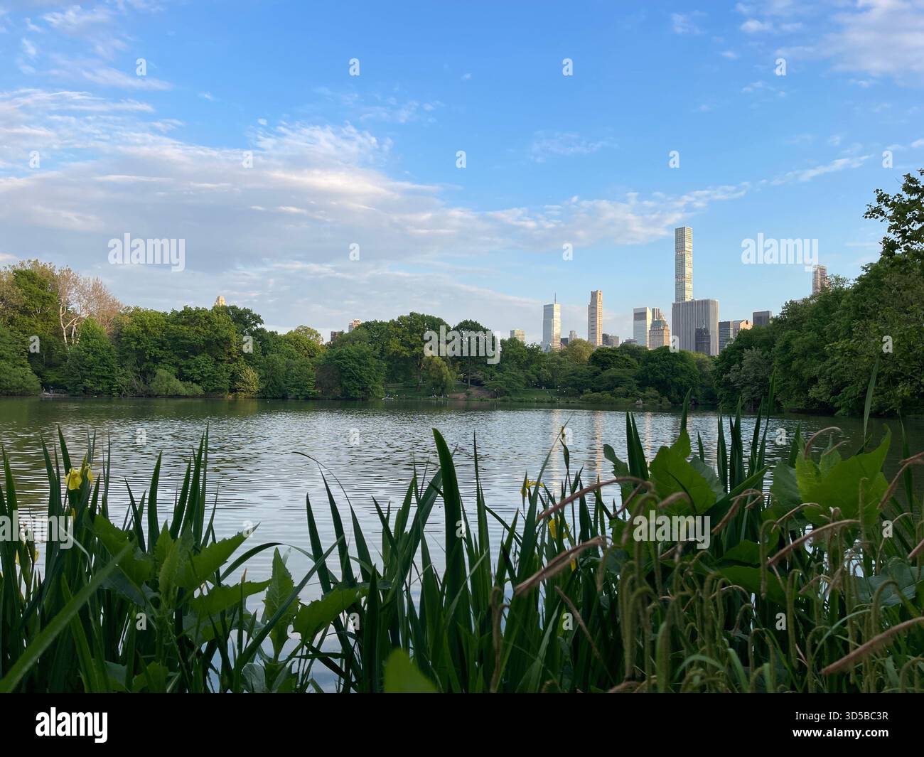 Tranquil irises by the Lake in Central Park, capturing nature’s quiet elegance in NYC. - Smartphone Captured Stock Image