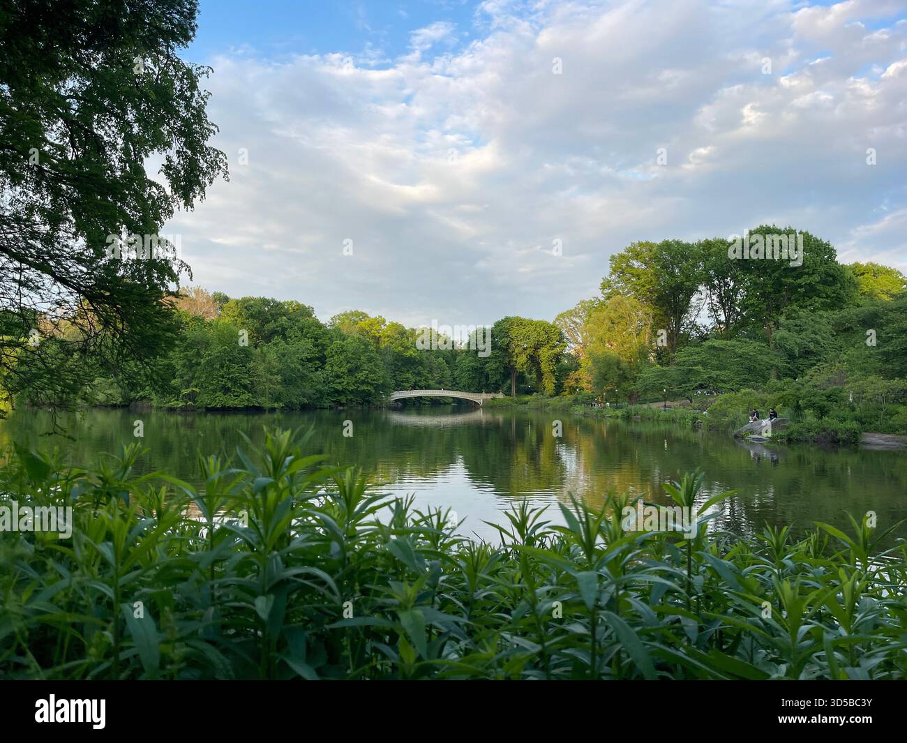 Bow Bridge embracing the gentle greens of spring—Central Park’s timeless charm in New York. - Smartphone Captured Stock Image