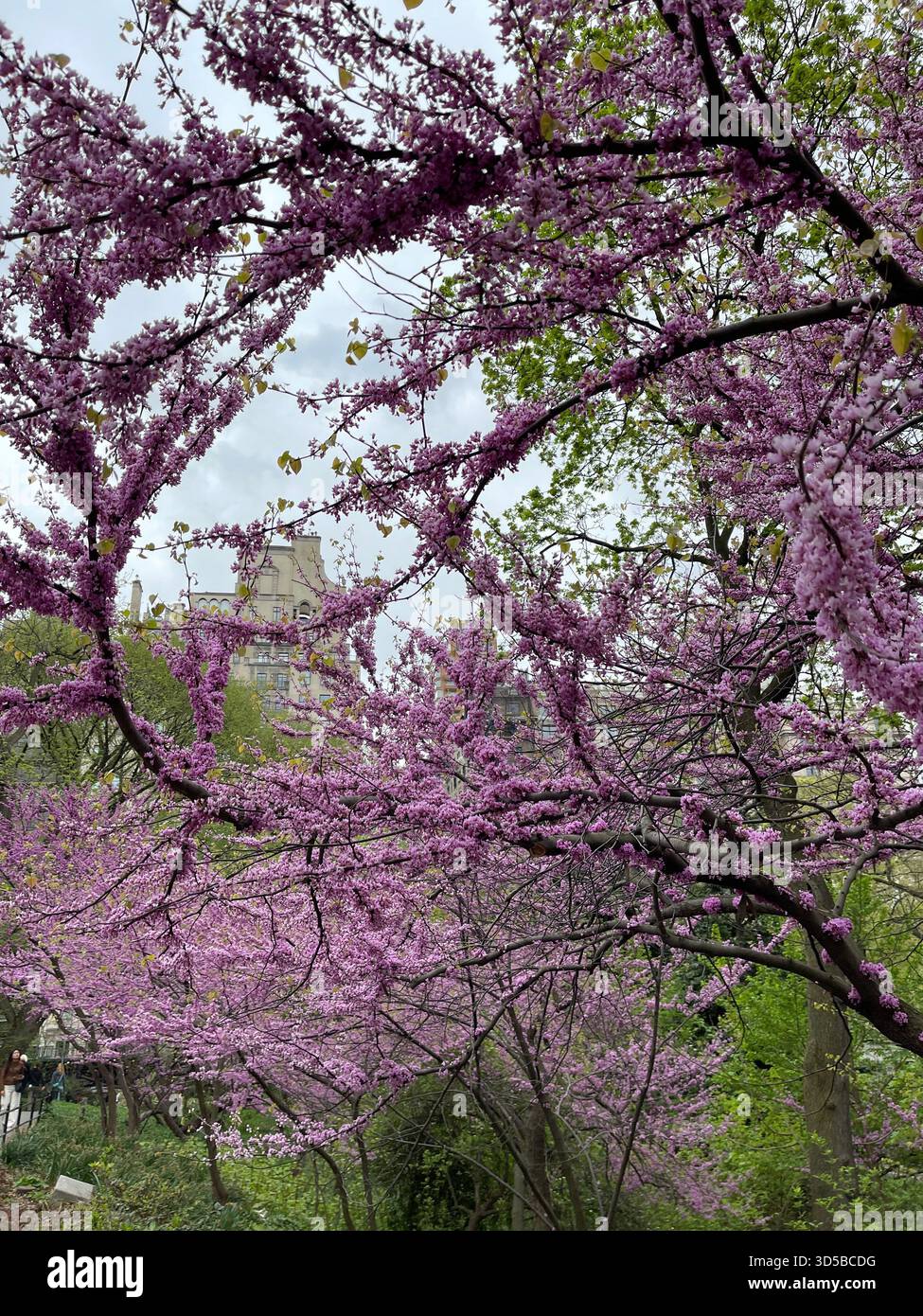 Colorful trees welcoming spring in New York. - Smartphone Captured Stock Image