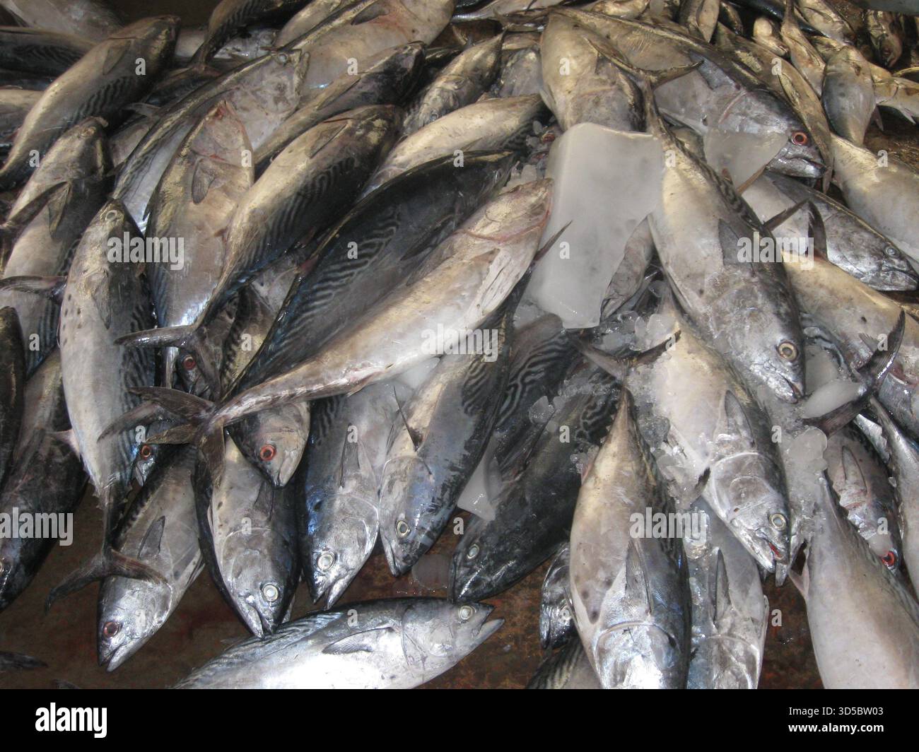 Whale market tehran photos (85) 사진