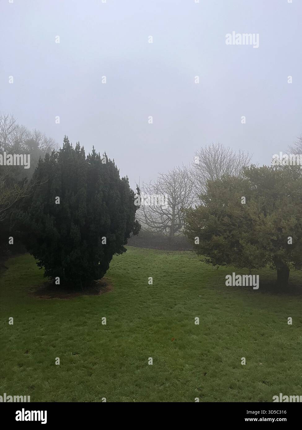 Soft fog covering a green park area with evergreen bushes and trees in Hull, England, creating a quiet, natural and peaceful morning landscape. - Smartphone Captured Stock Image