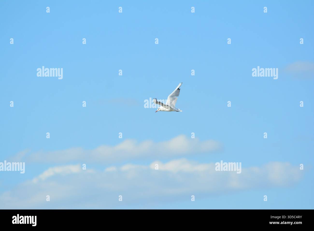 seagull flying over blue sky with clouds Stock Photo