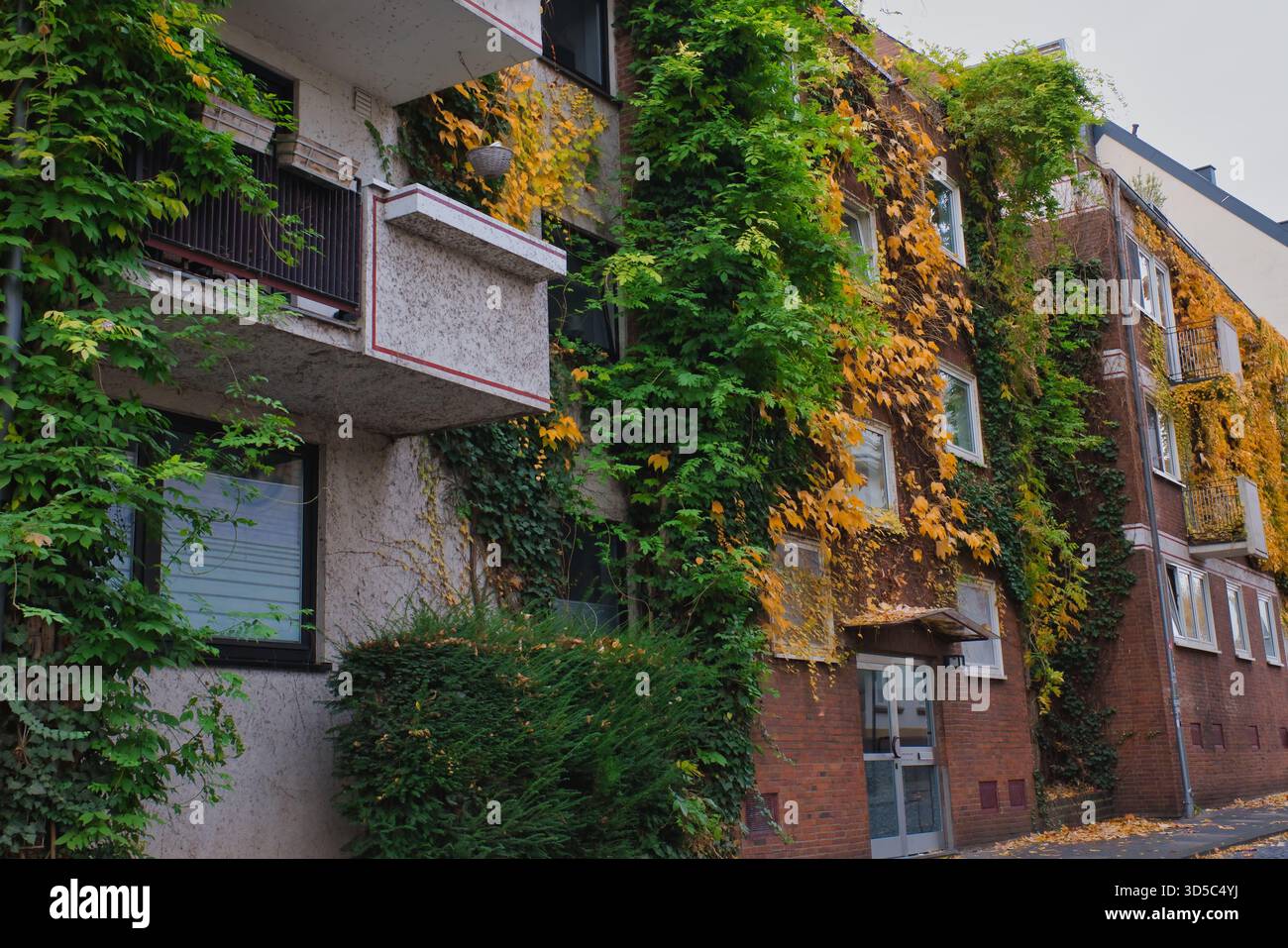 Vibrant ivy covers an old building facade, showcasing autumn colors in a serene urban setting. Stock Photo