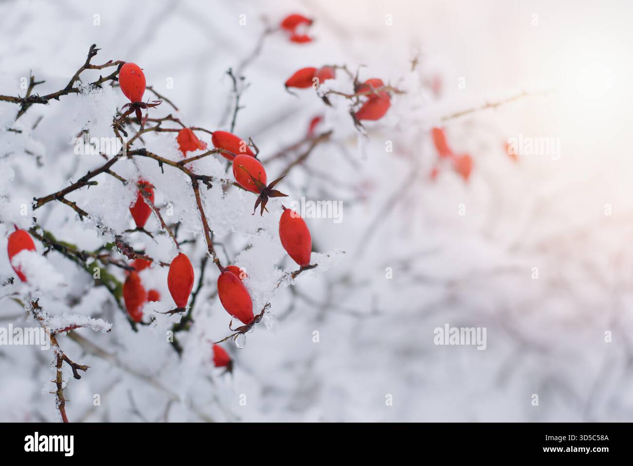 Beautiful red rose hips covered by snow Stock Photo