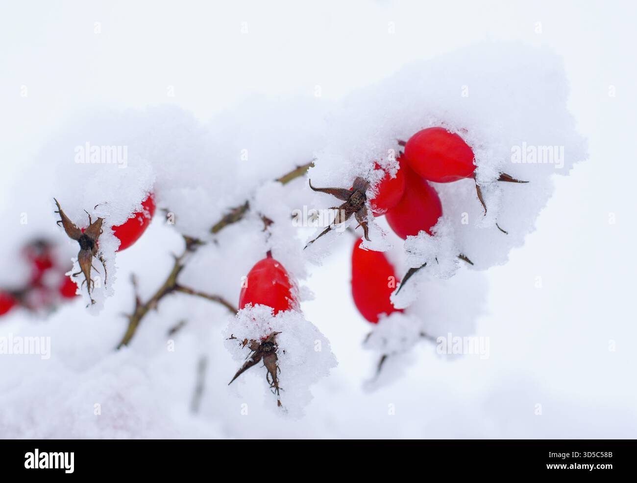 Beautiful red rose hips covered by snow Stock Photo