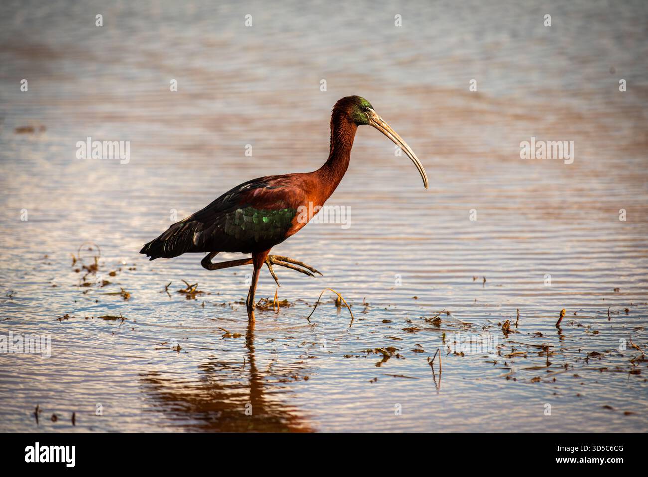 Ibises are commonplace in various regions across the world, including ...