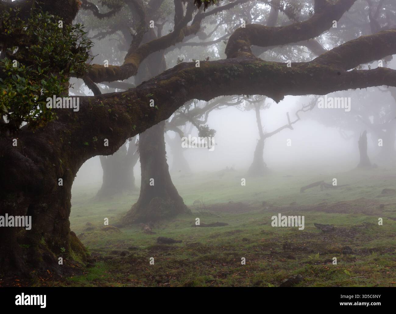 Misty Fanal Forest in Madeira Island with ancient trees covered in fog ...