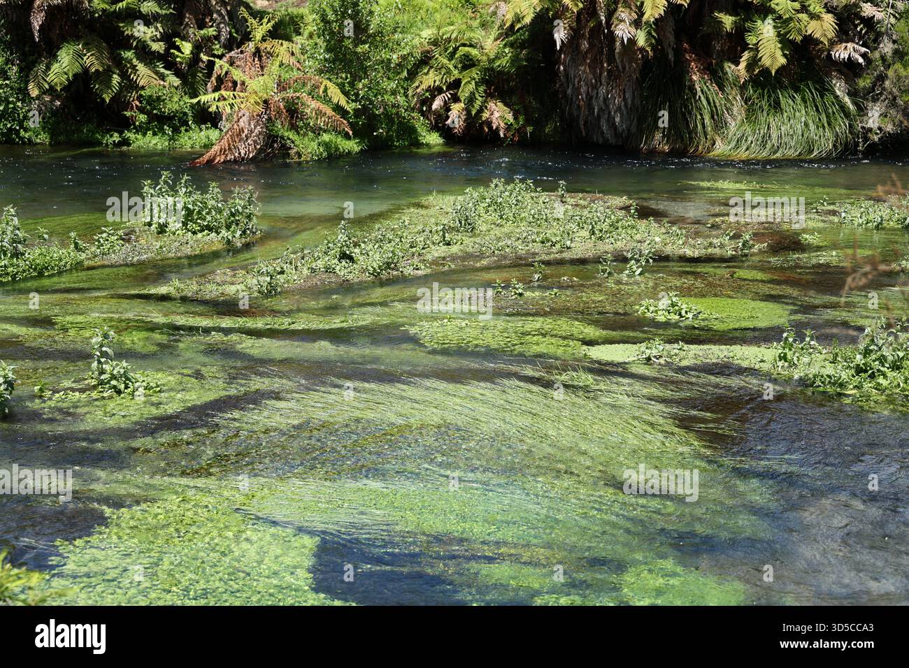 Aquatic environments plants hi-res stock photography and images - Alamy
