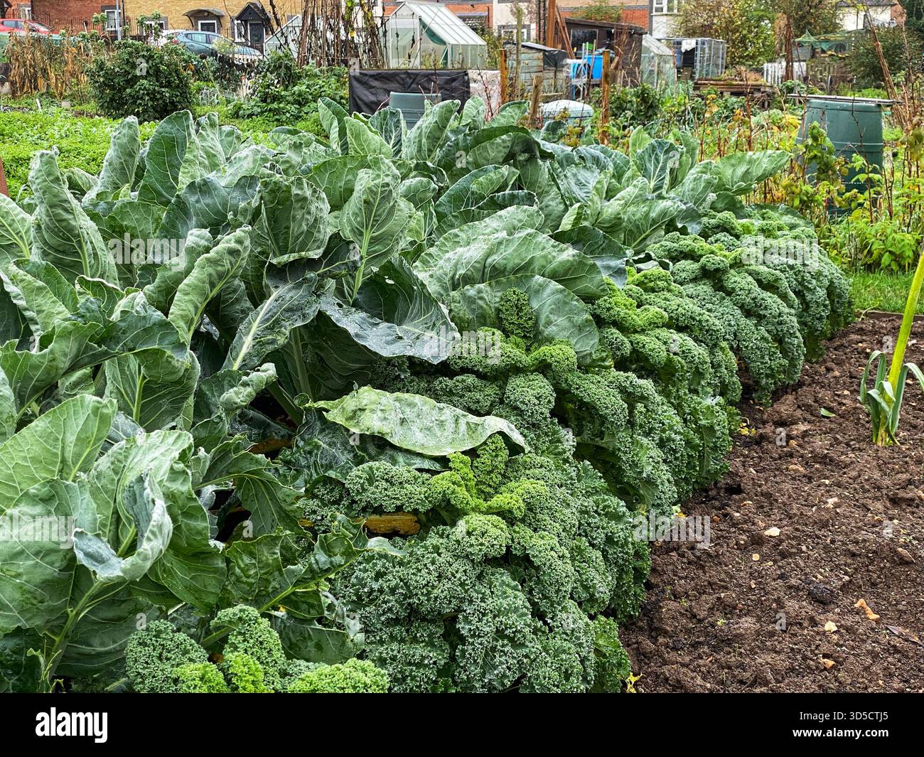 Kale and cauliflower plants growing together. - Smartphone Captured Stock Image