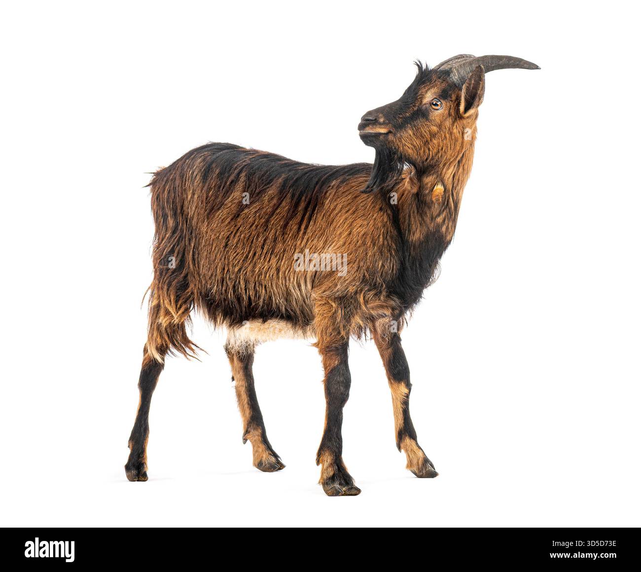 Domestic goat with brown fur walking and looking back over its shoulder Stock Photo
