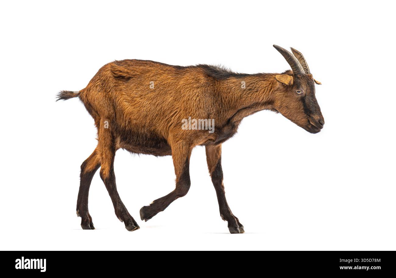 Brown goat running, isolated on white background Stock Photo