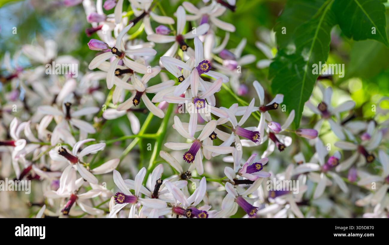 Melia Tree Image Blossoms of Melia azedarach tree Stock Photo - Alamy