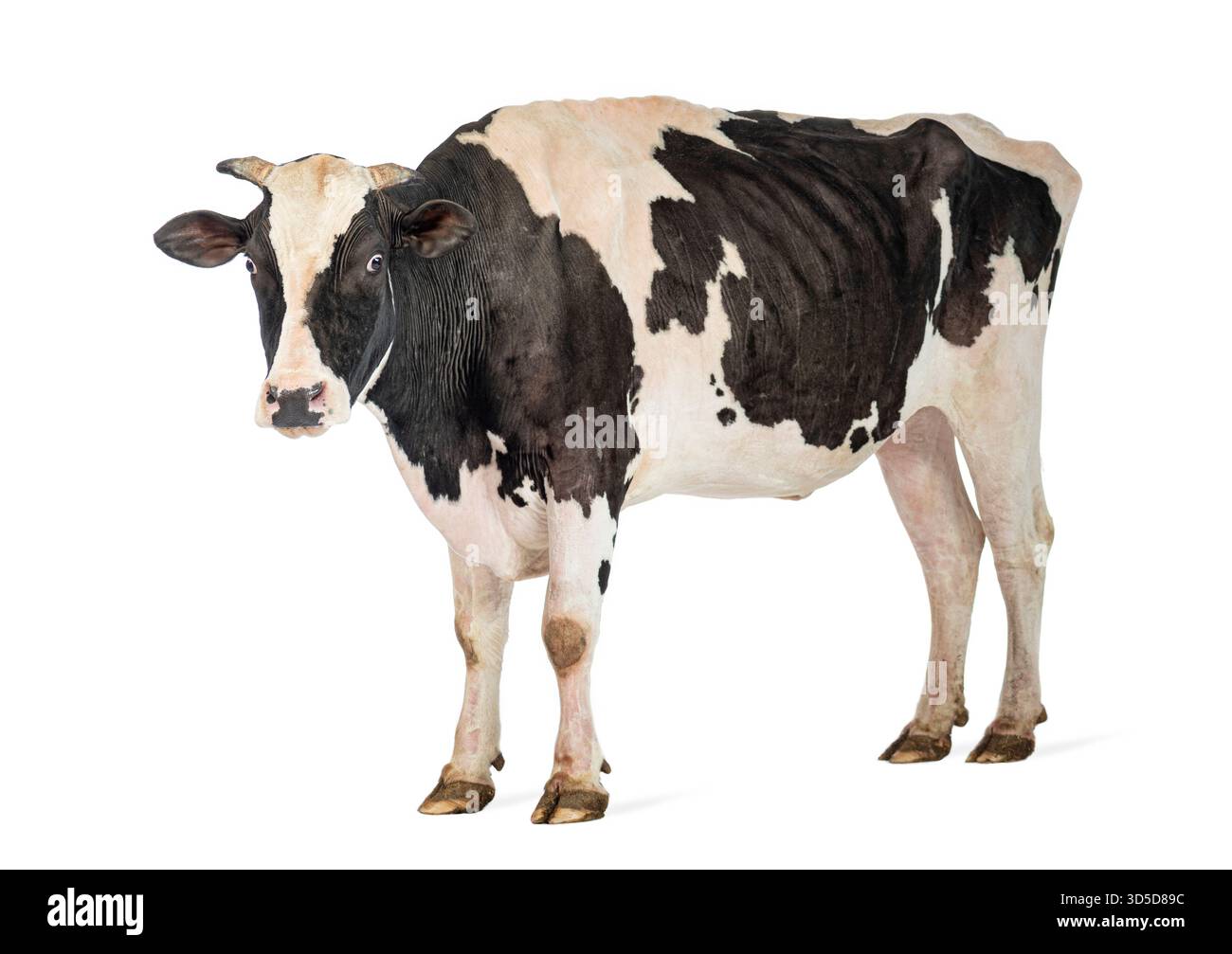 Full length view of a black and white dairy cow standing against a ...