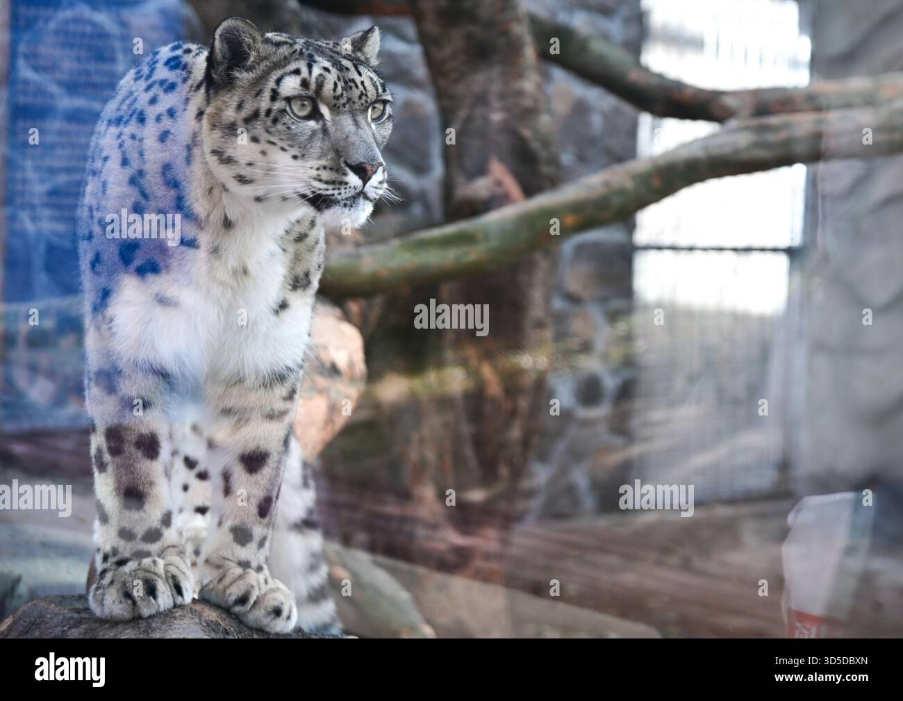 Snow leopard seen wildlife hi-res stock photography and images - Alamy