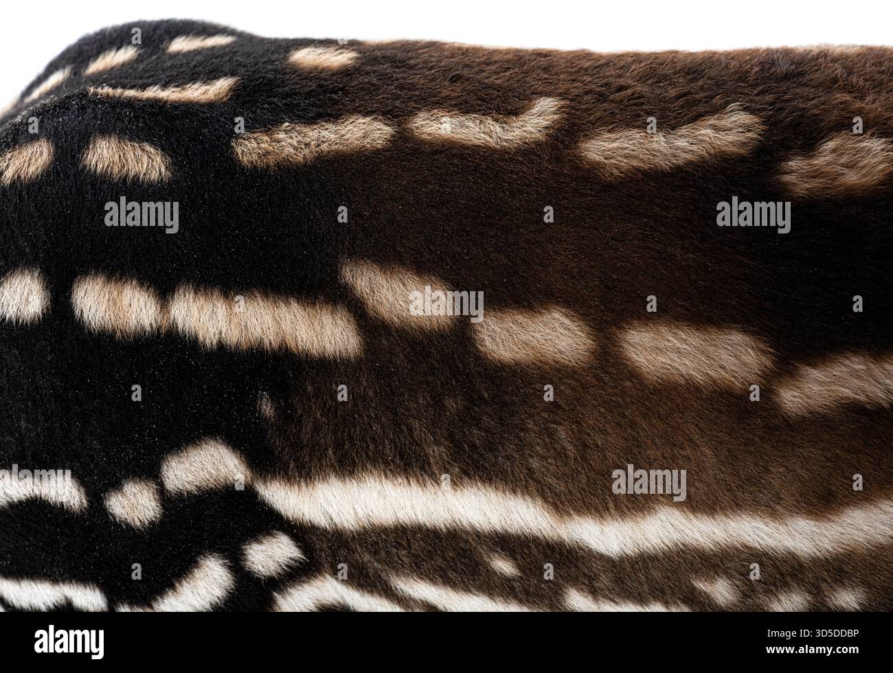 Tapir Pattern Fur of malayan tapir - tapirus indicus - reveals a distinctive black ...
