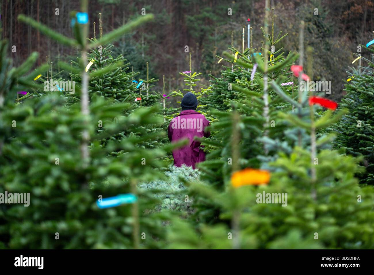 Rudendorf, Germany. 15th Nov, 2025. A woman walks between the trees of a Christmas tree plantation. The Bavarian Christmas tree season 2025 is open. Credit: Pia Bayer/dpa/Alamy Live News Stock Photo