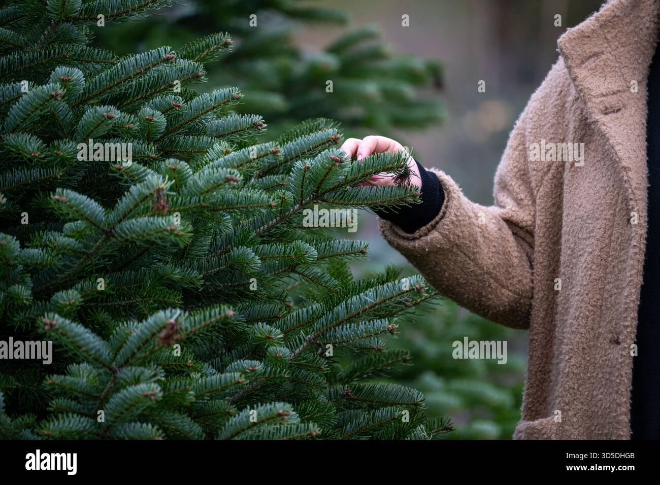 Rudendorf, Germany. 15th Nov, 2025. A woman feels the needles of a Nordmann fir on a Christmas tree plantation. The Bavarian Christmas tree season 2025 is open. Credit: Pia Bayer/dpa/Alamy Live News Stock Photo