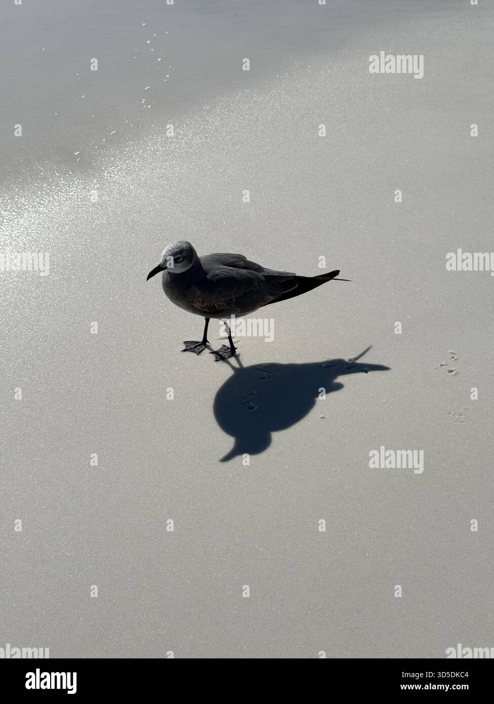 seagull with shadow cast upon the sand - Smartphone Captured Stock Image