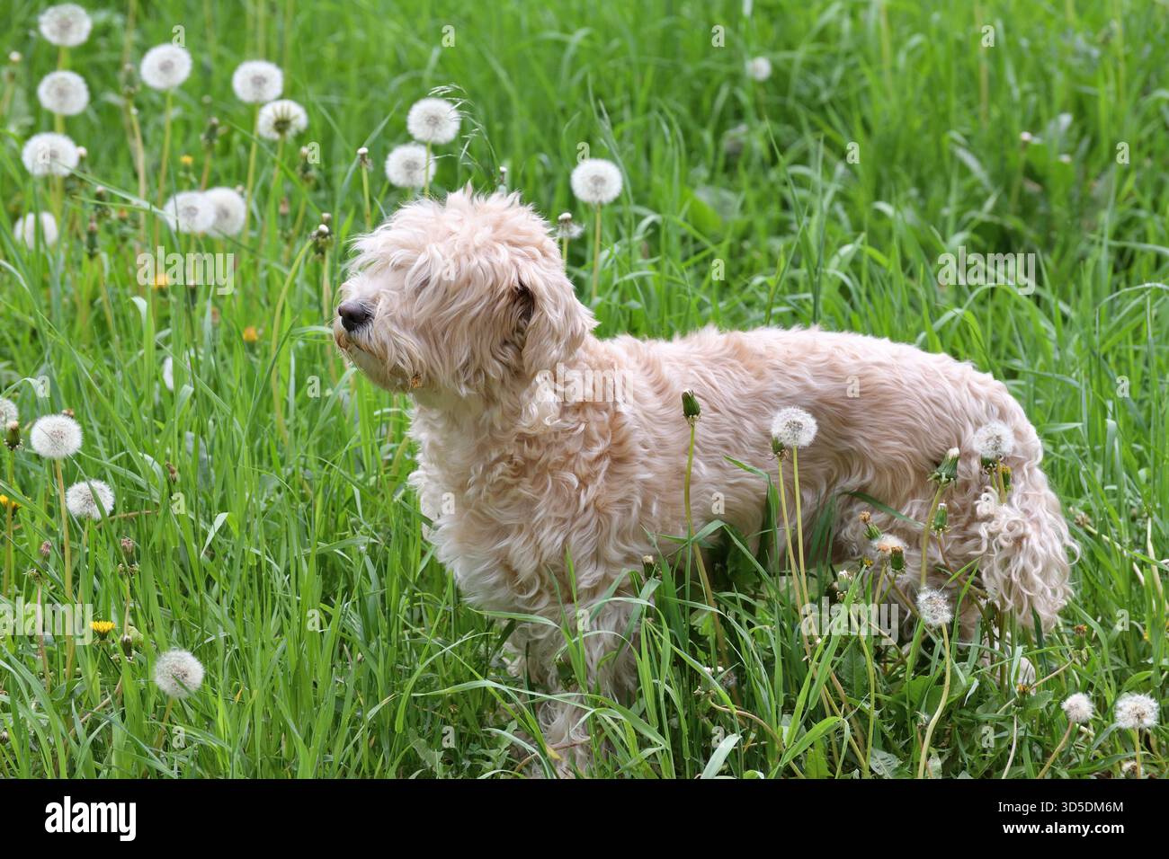 Cockapoo is a cross between a cocker spaniel and poodle. Stock Photo