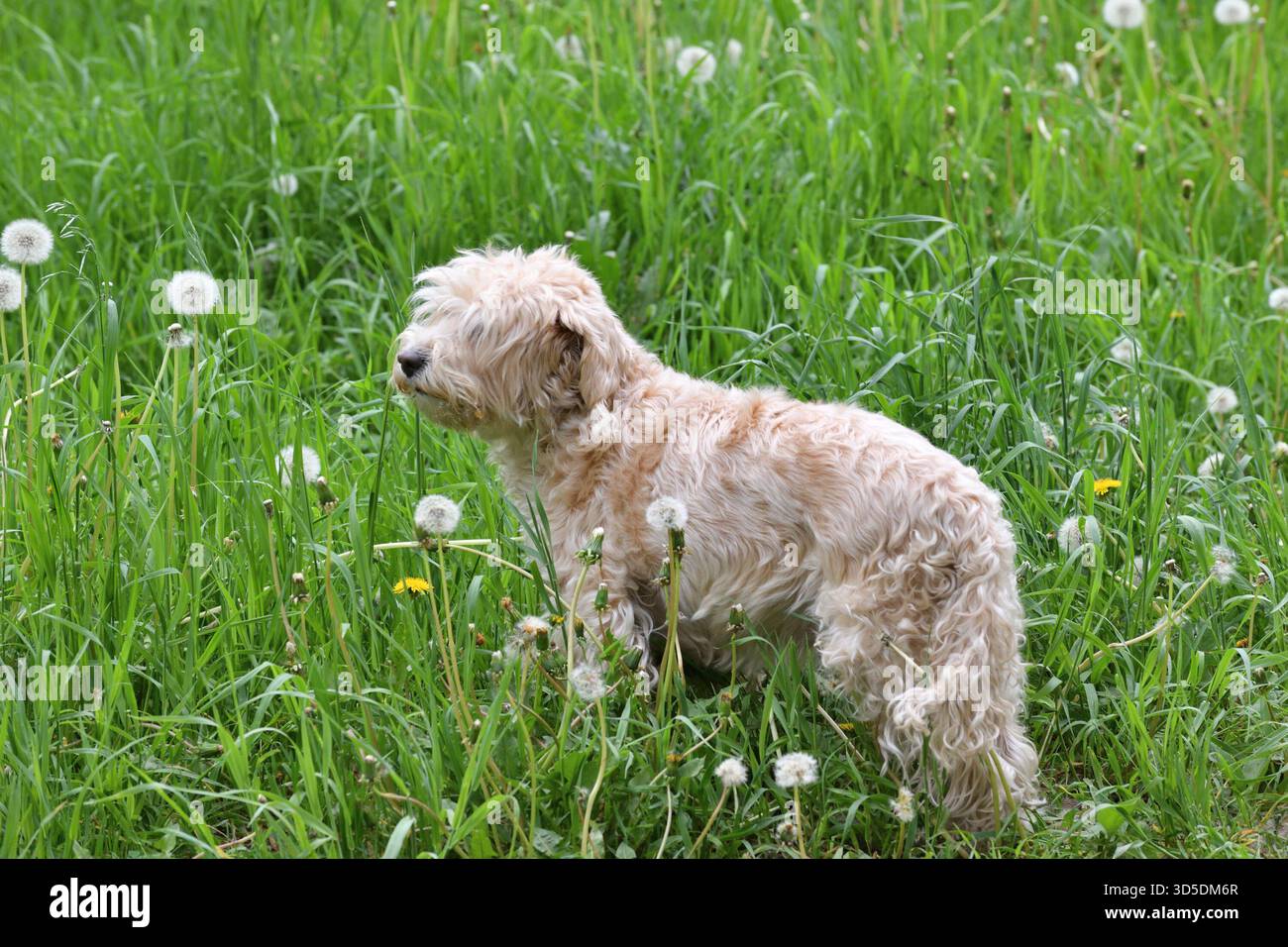 Cockapoo is a cross between a cocker spaniel and poodle. Stock Photo