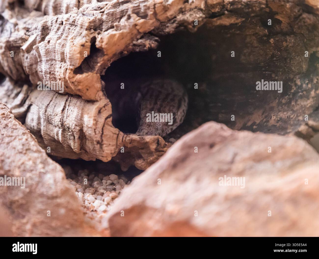 A gecko hides inside a cork bark cavity, blending with the textured ...