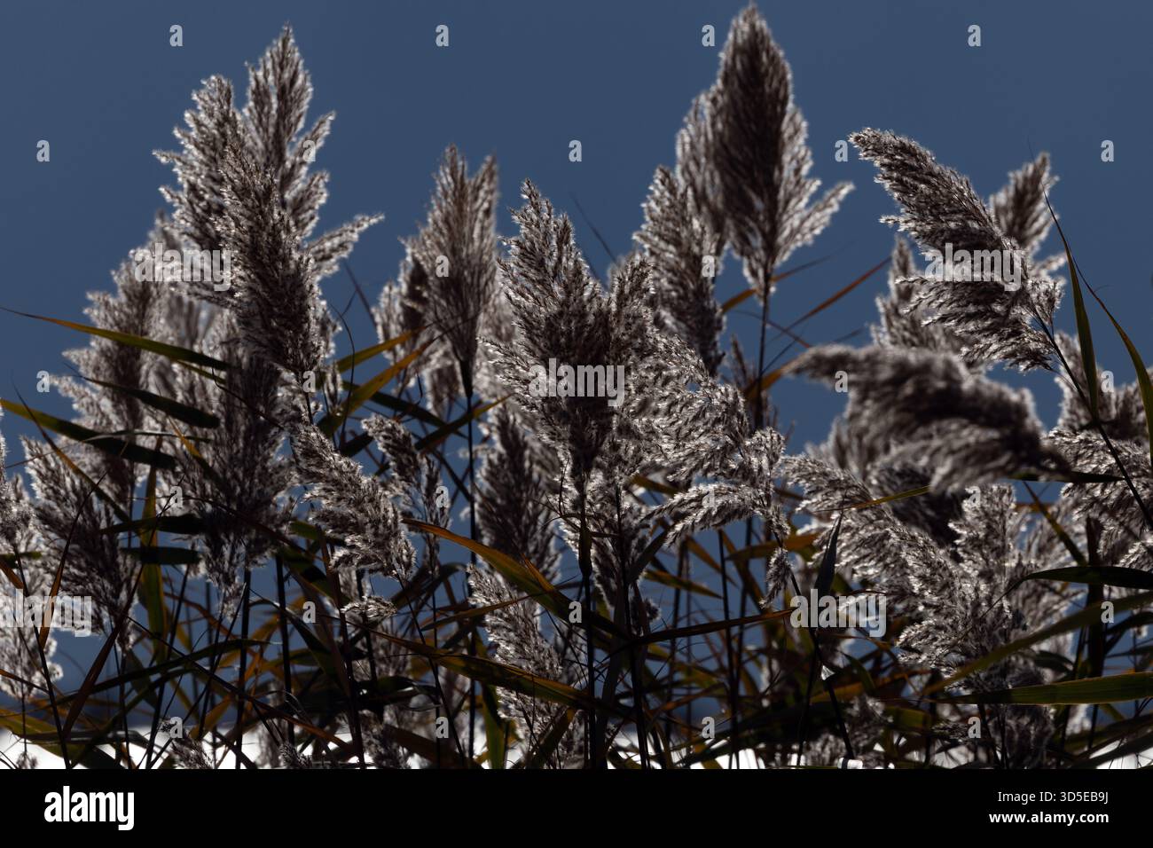 Backlit Pampas Grass Against Dark Sky Stock Photo