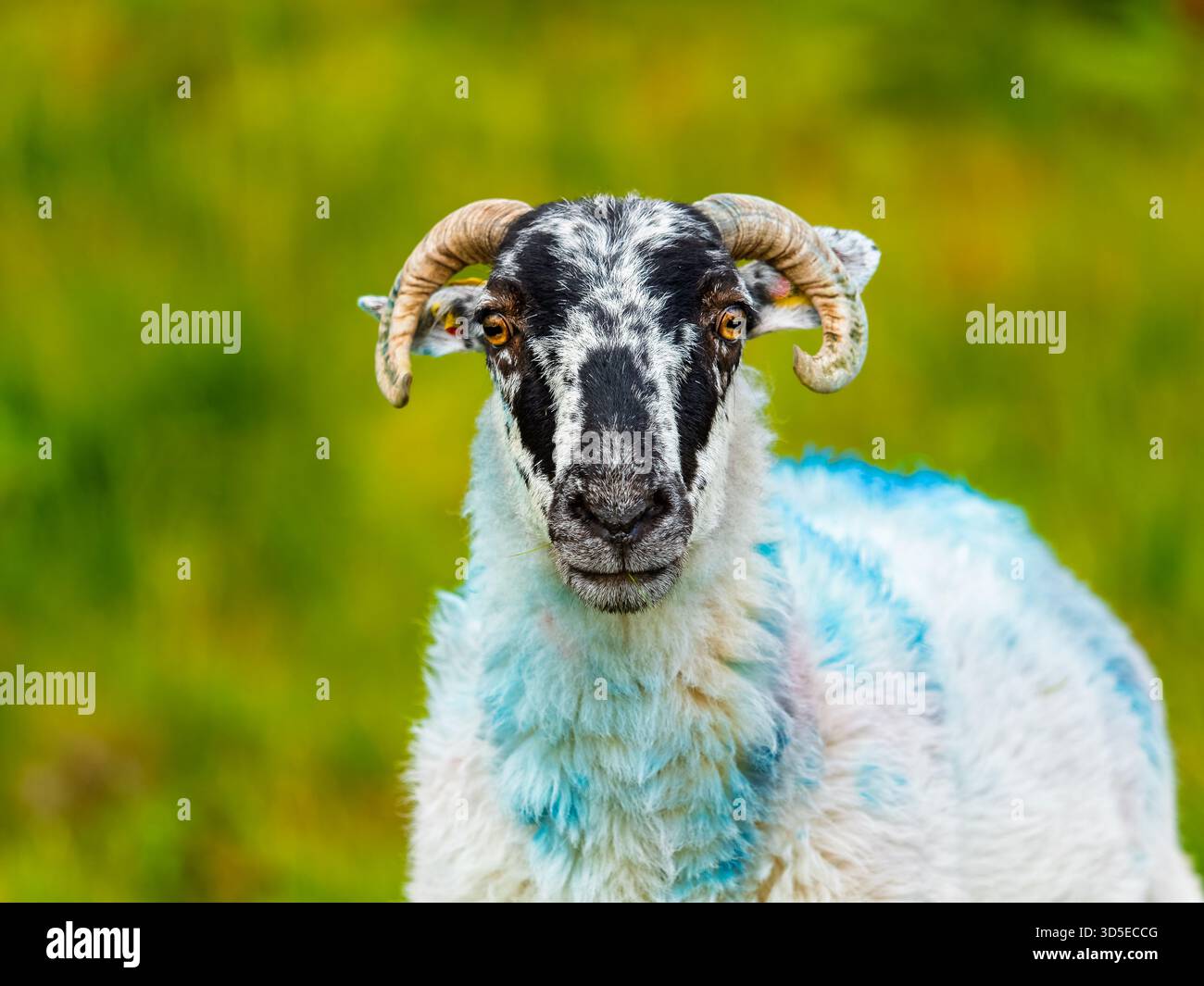Sheep eating grass with an intense gaze and an unique blue marks on the ...