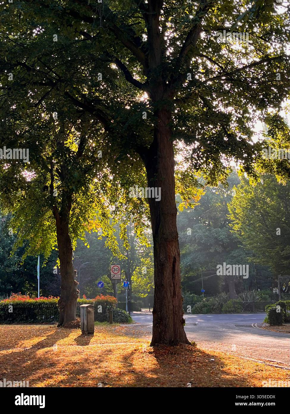 A serene morning scene in a Hull park, featuring tall trees casting long shadows along a quiet path. - Smartphone Captured Stock Image