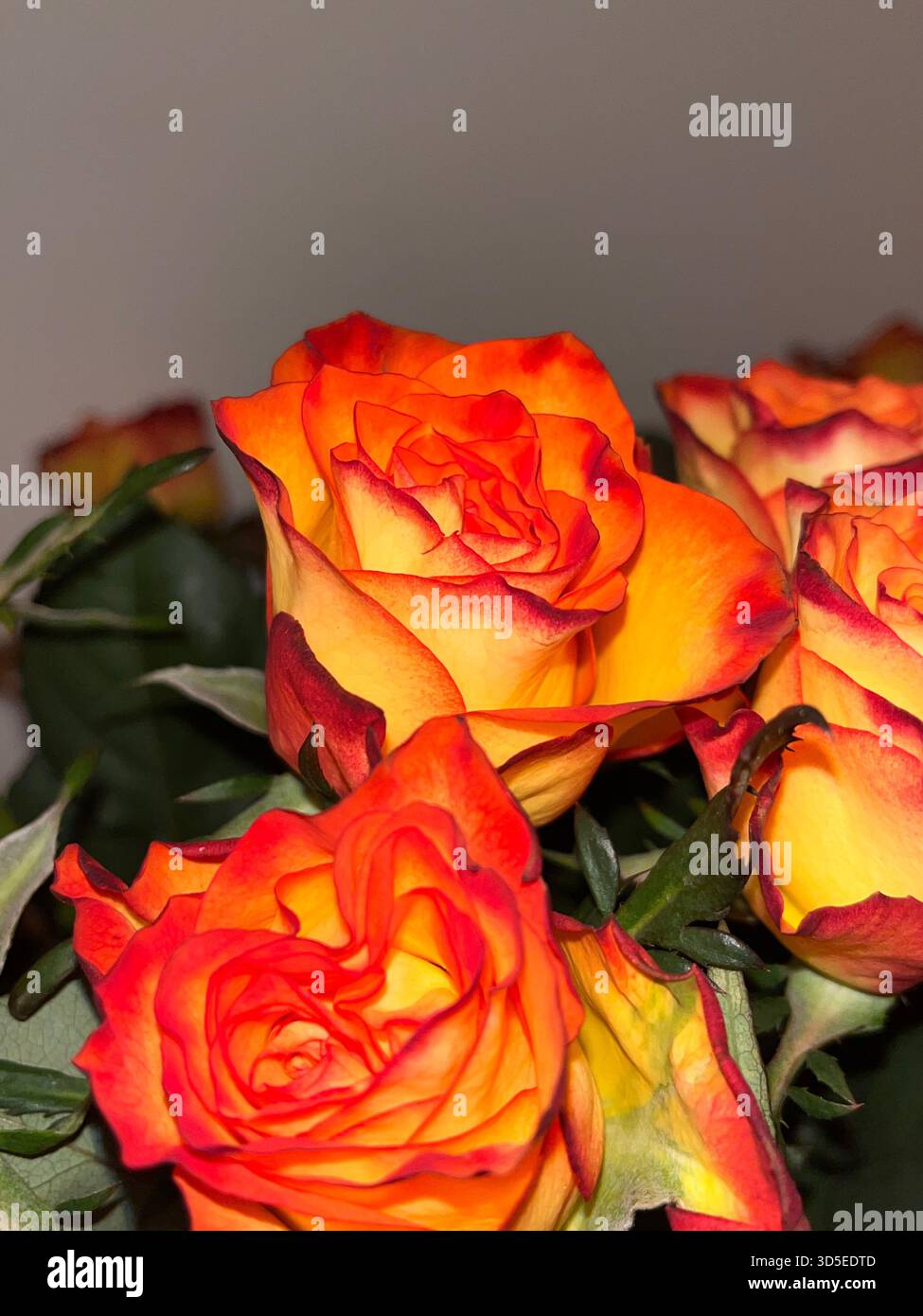 A macro-style close-up of vivid orange and yellow roses in bloom, showing detailed petals and rich colour gradients. - Smartphone Captured Stock Image