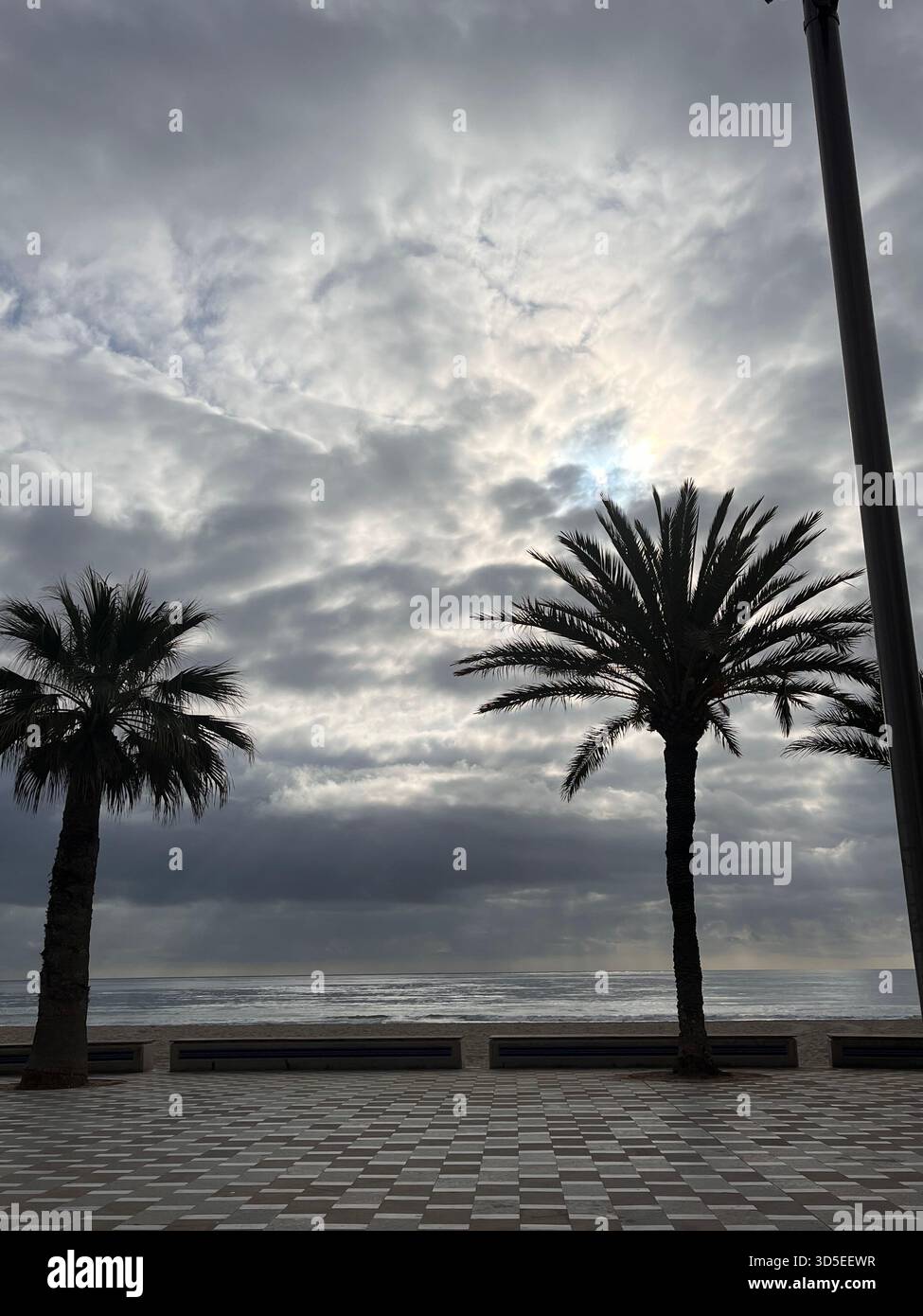 A moody coastal scene in Alicante, Spain, showing tall palm trees along the Mediterranean seafront under dramatic storm clouds. - Smartphone Captured Stock Image