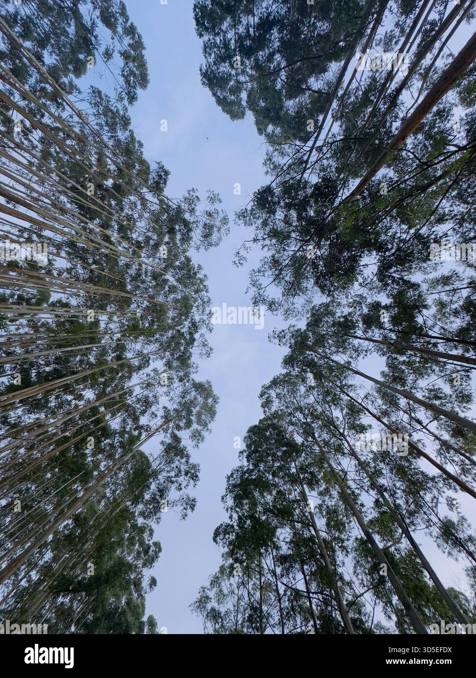Towering trees converge toward the sky, forming a natural canopy with serene blue above - Smartphone Captured Stock Image