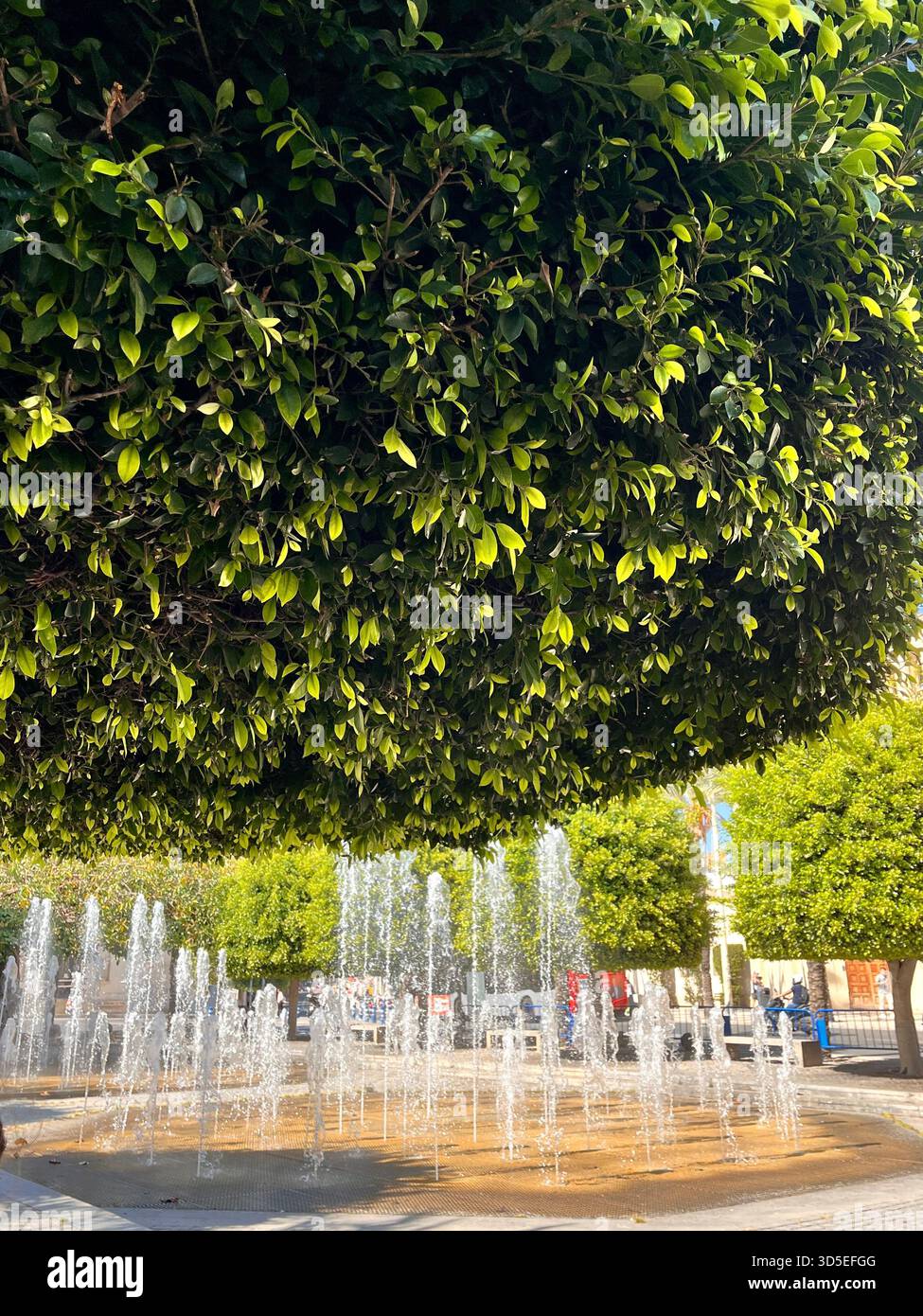 Close-up view of a lush green tree canopy in Alicante, Spain, showing dense foliage and vibrant natural textures. - Smartphone Captured Stock Image