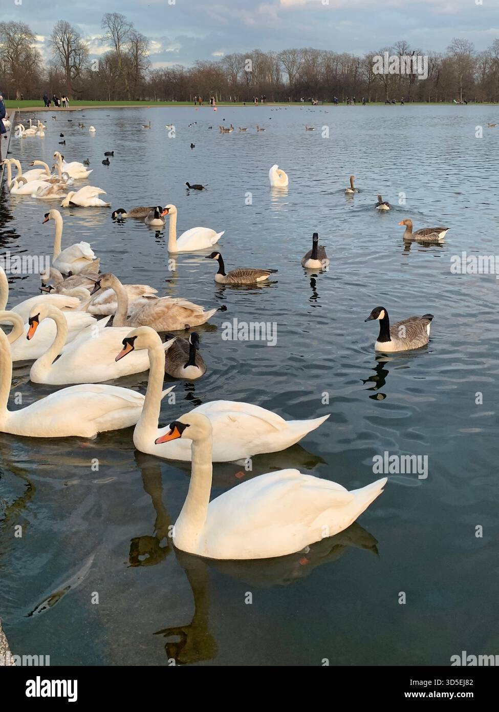 A group of swans and ducks gathered on the Serpentine in Hyde Park, London. - Smartphone Captured Stock Image