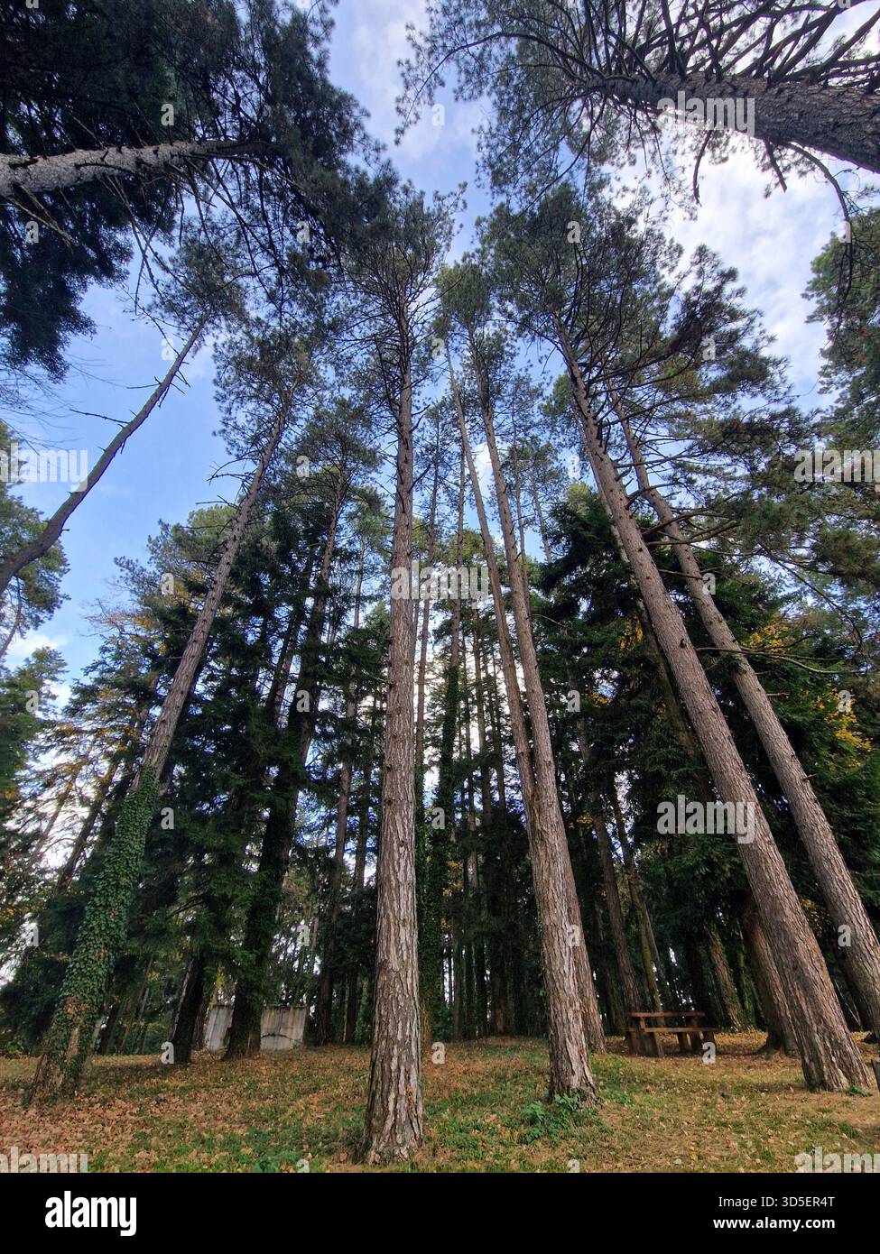 Tree Forming Tall pine trees in Kozara National Park, forming a dense forest canopy ...