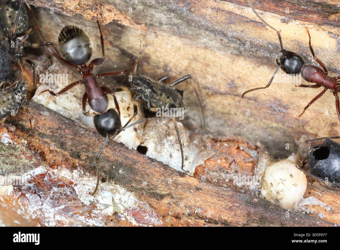 Ants caring for aphids on tree bark. Stock Photo