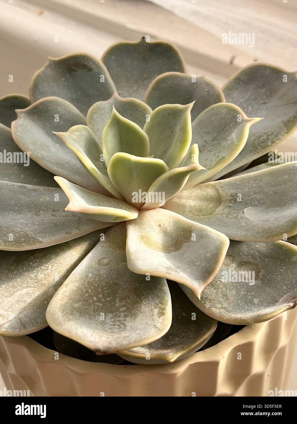 Close-up of a succulent plant with thick symmetrical leaves in soft natural light. Minimalist botanical image suitable for nature, wellness, - Smartphone Captured Stock Image