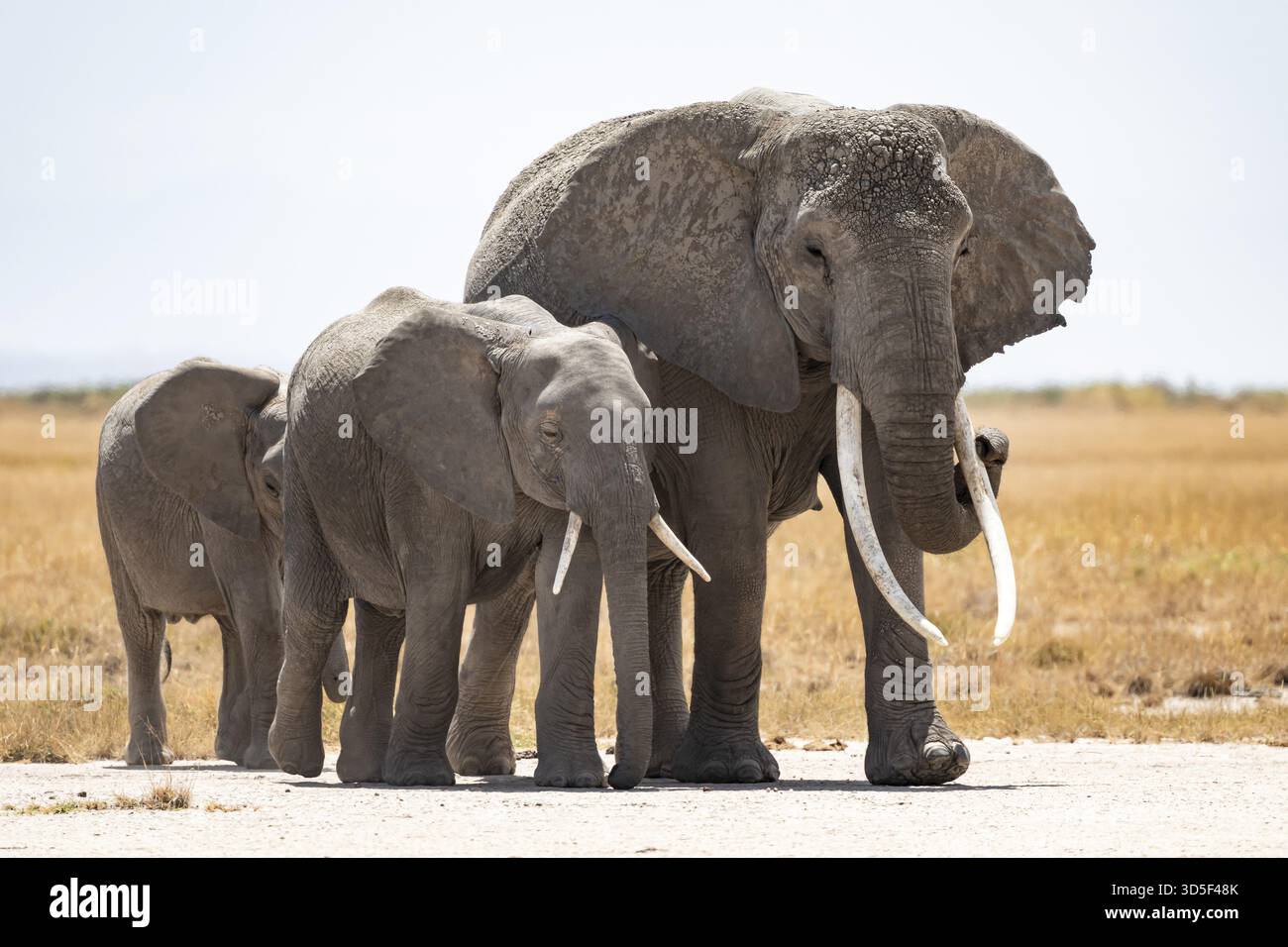 Arid Landscape, African Elephant (Loxodonta africana), Amboseli ...