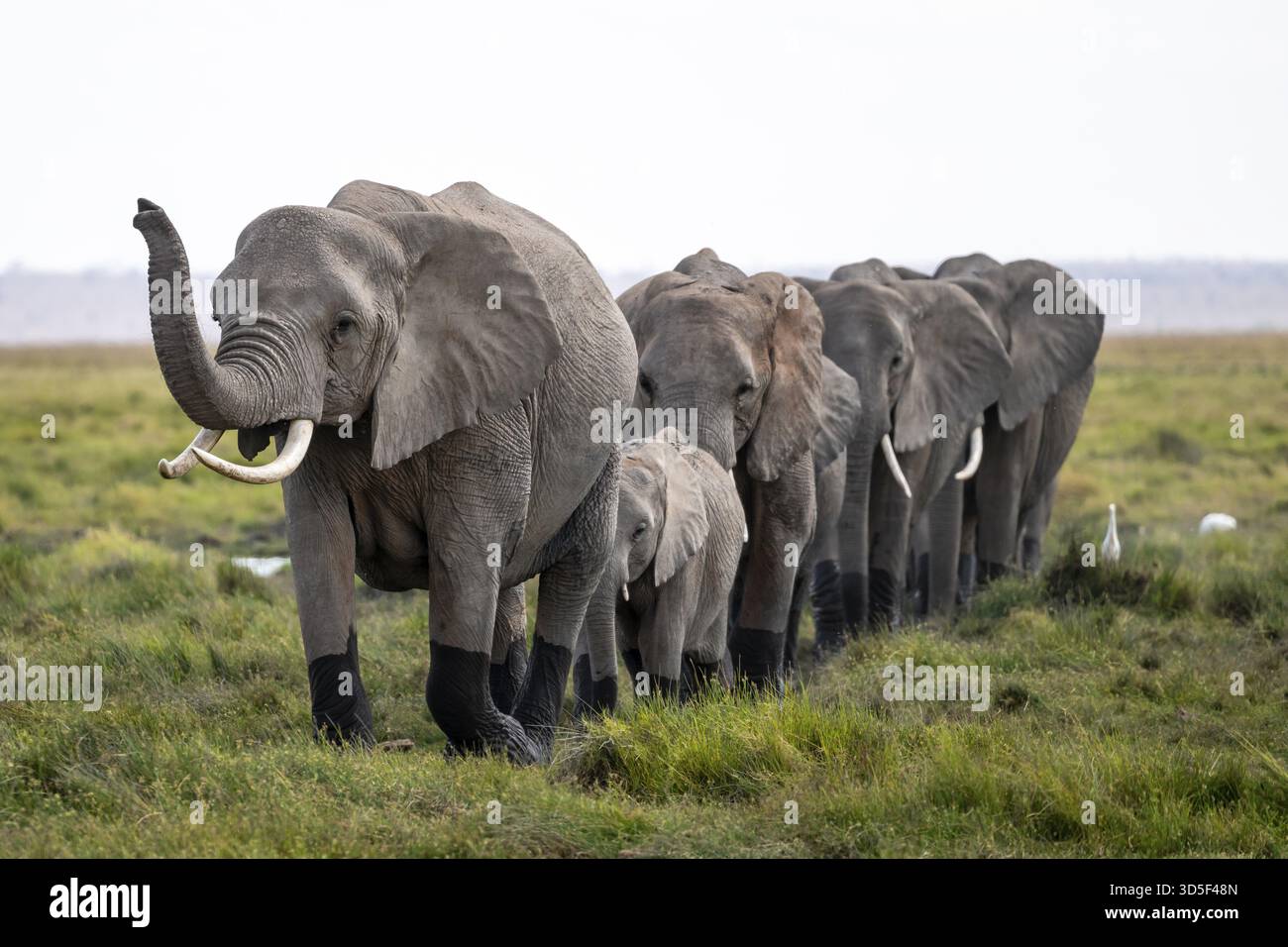 Herd walks in line, trunk raised, African elephant (Loxodonta africana ...