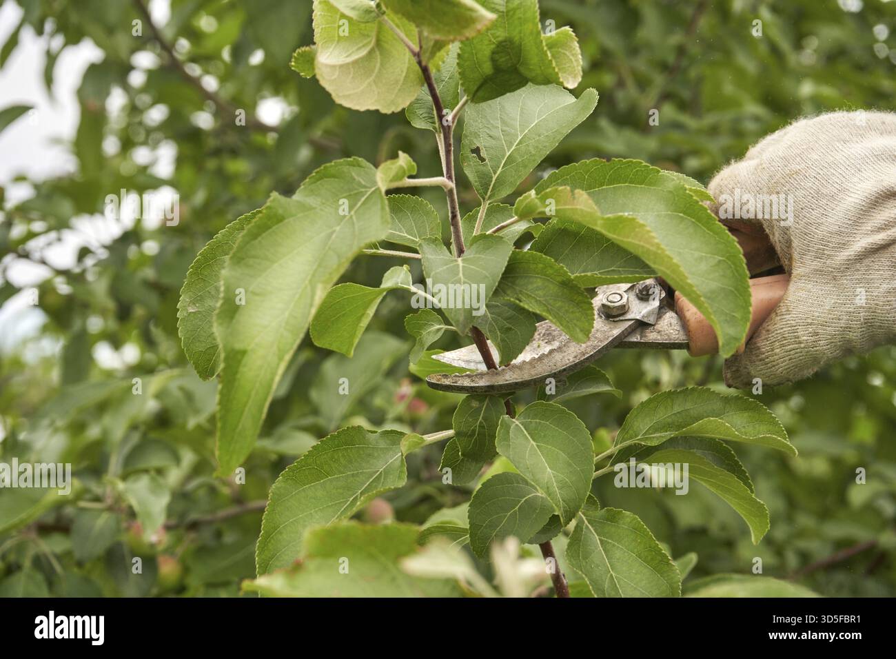 Gardener pruning green apple tree branches with pruning shears for healthy growth in orchard Stock Photo