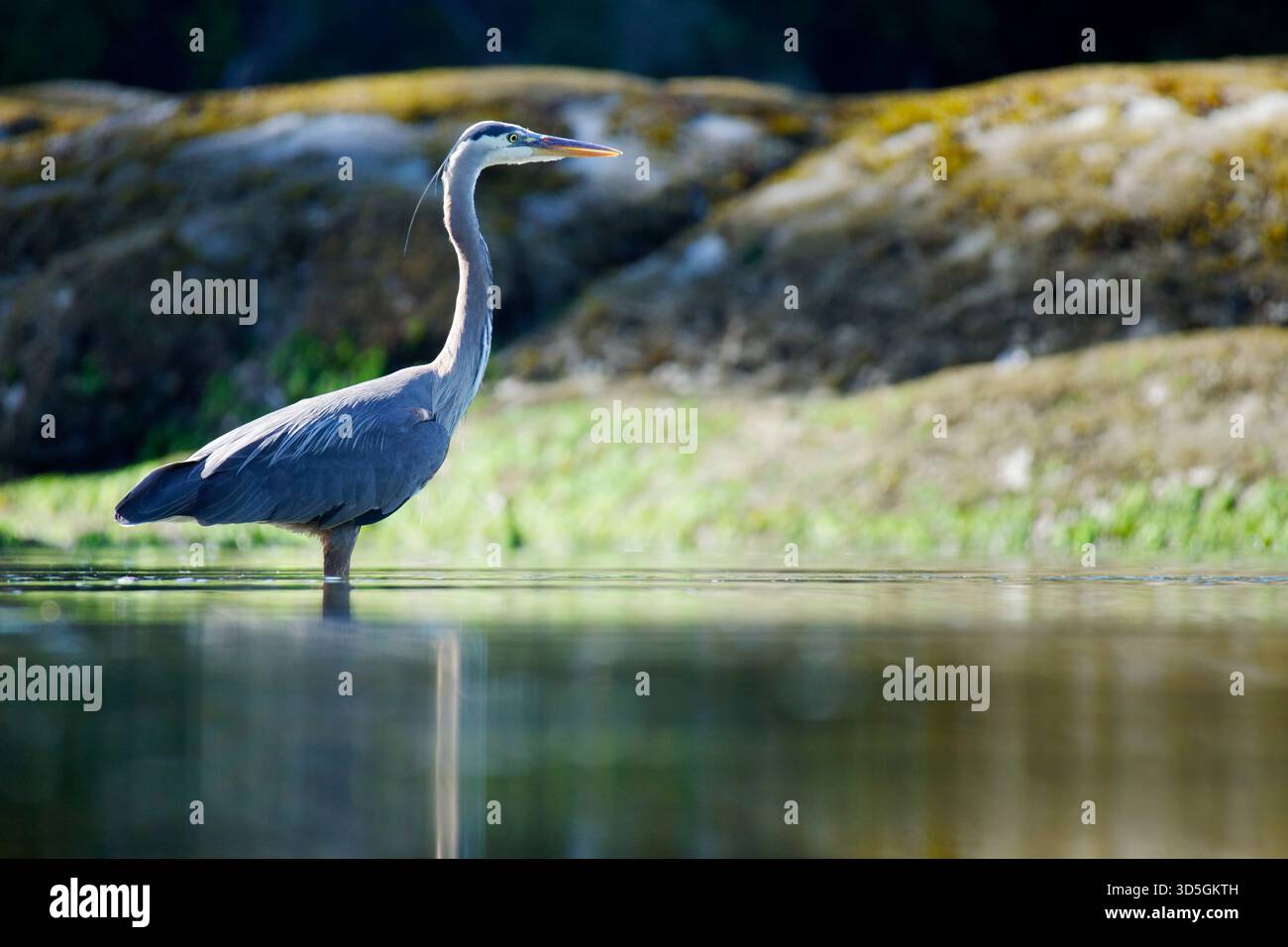 Great blue heron standing in saltwater bay, Wildcat Cove, Larrabee State Park, Whatcom County, Bellingham, Washington, USA Stock Photo